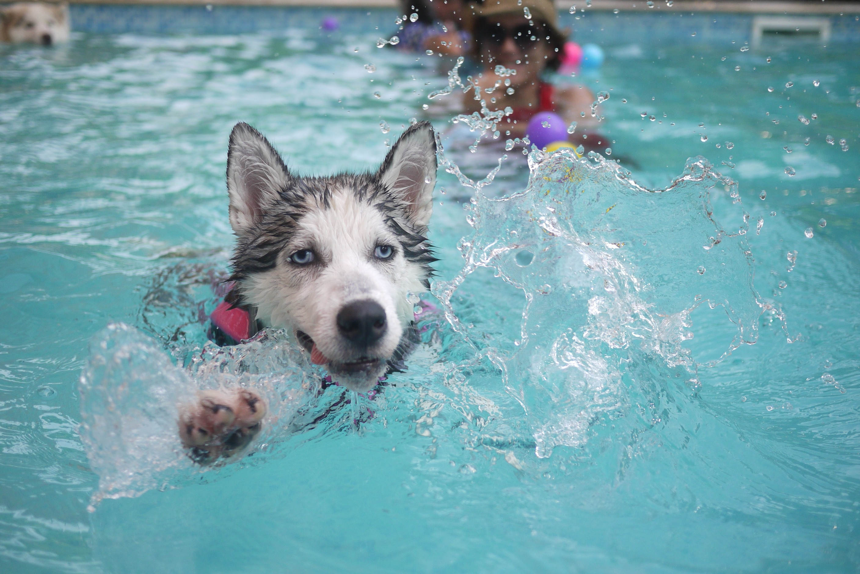 Chien nageant dans une piscine avec son jouet