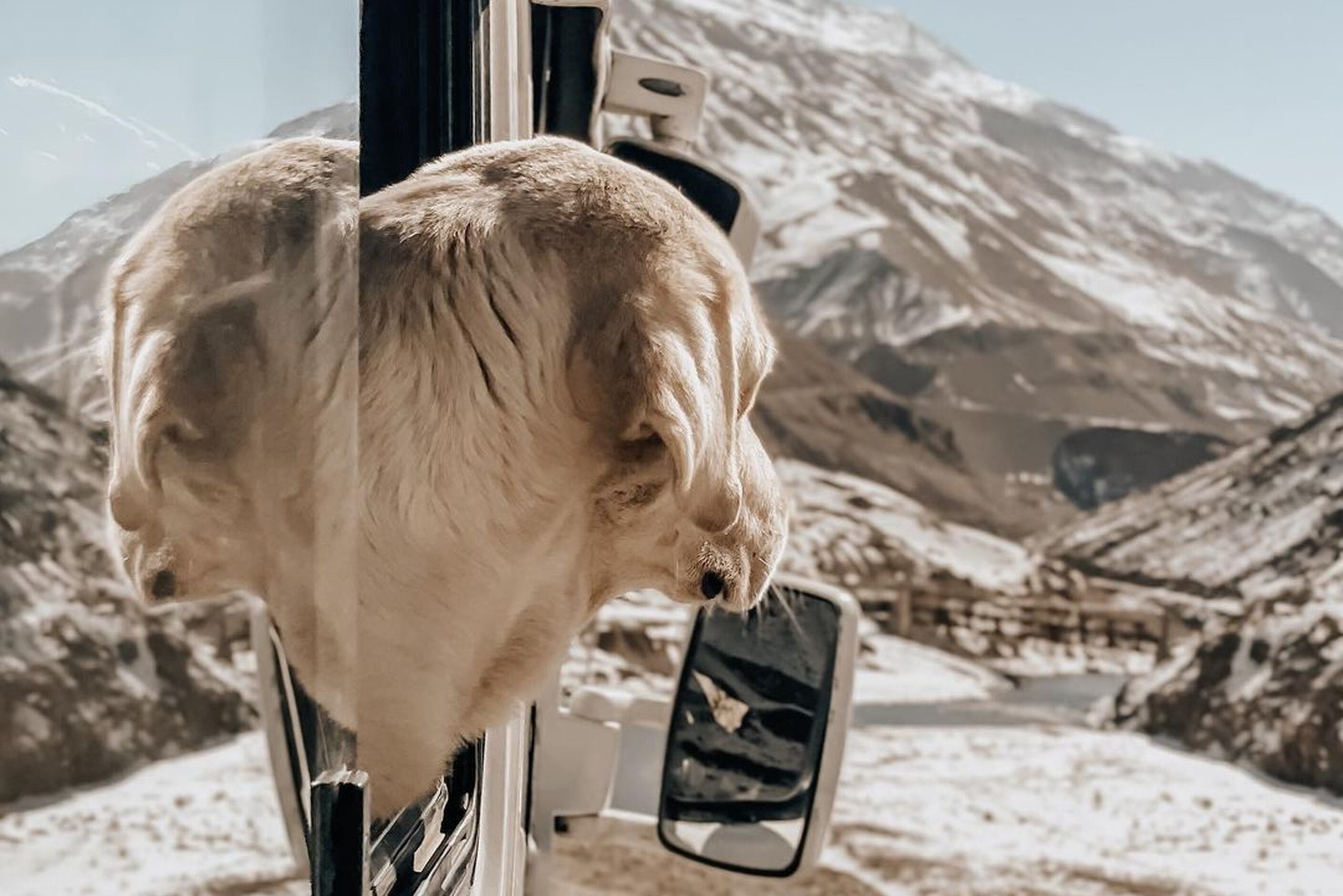 Chien en voyages à la montagne